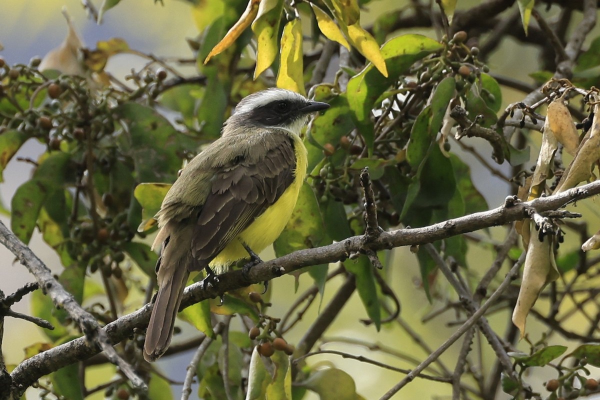 Social Flycatcher - ML630563274