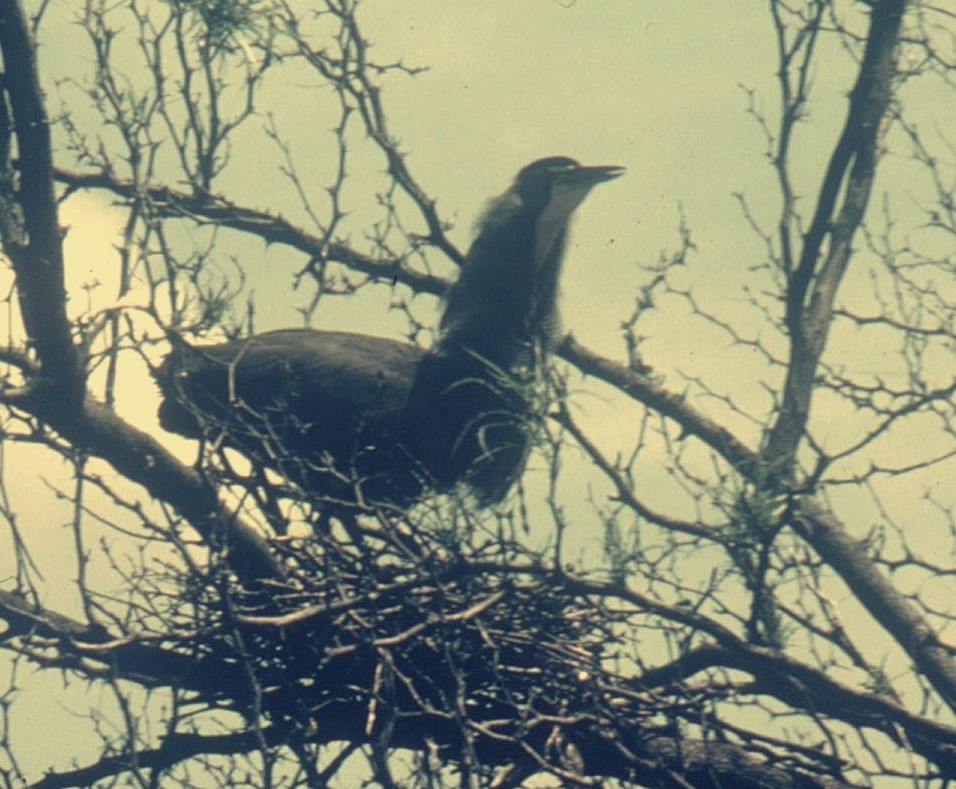 Bare-throated Tiger-Heron - ML630563457