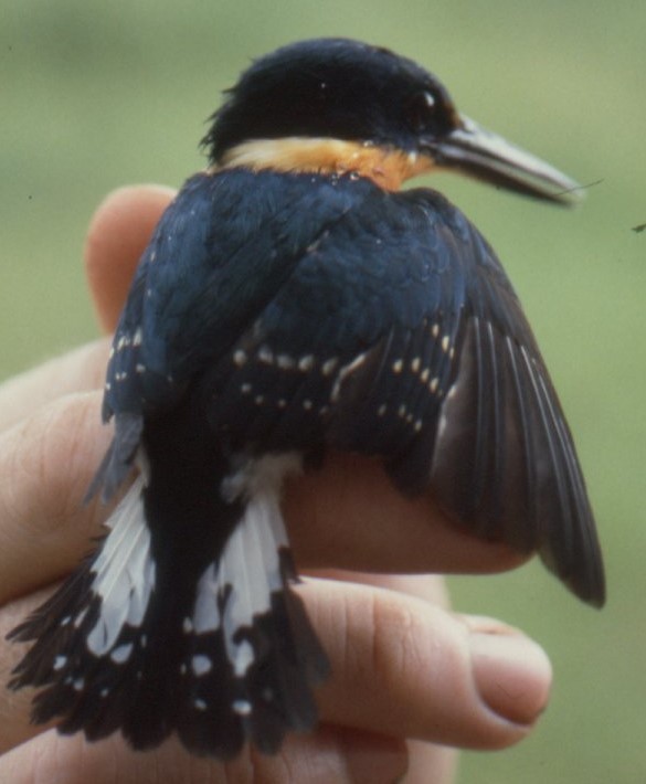 American Pygmy Kingfisher - ML630563466