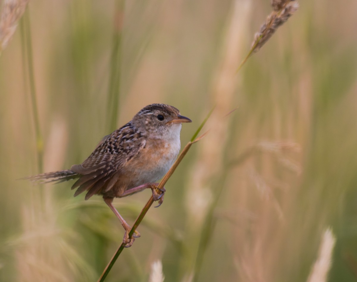 Sedge Wren - ML630563532