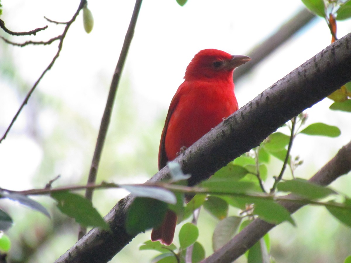Summer Tanager - ML630563651