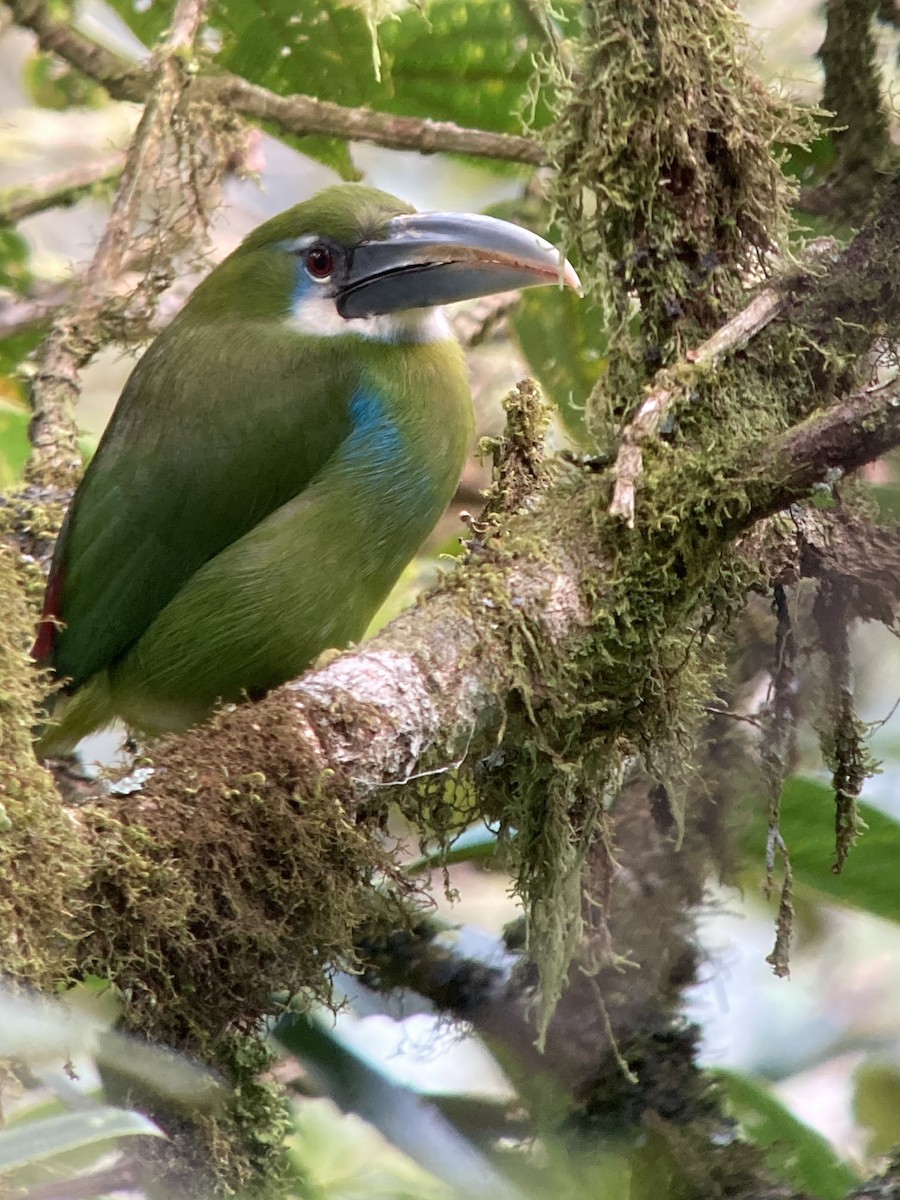 Blue-banded Toucanet - ML630563699