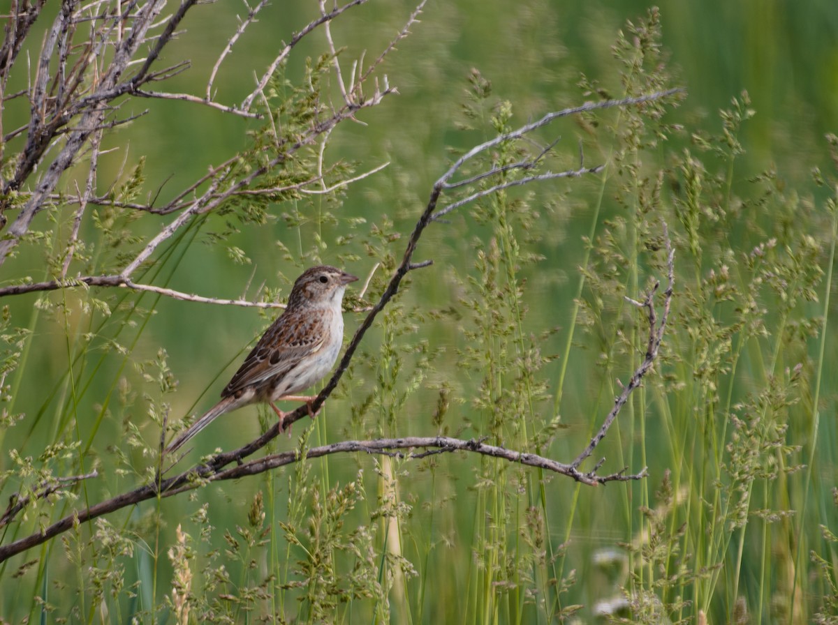 Cassin's Sparrow - ML630563841
