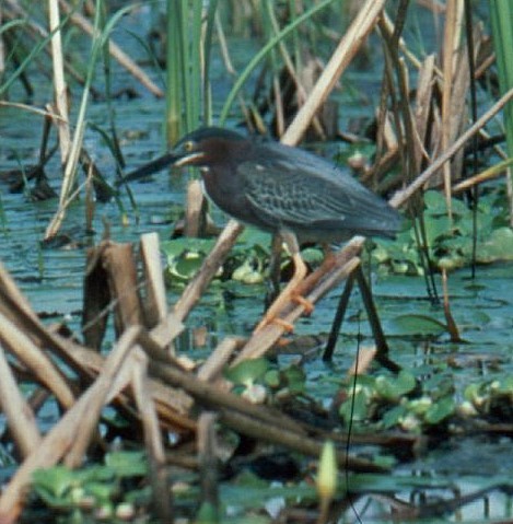 Green Heron - ML630563915