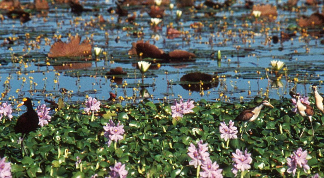 Northern Jacana - ML630563949