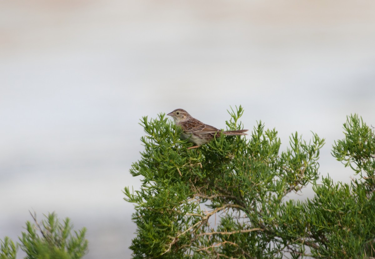 Cassin's Sparrow - ML630564113