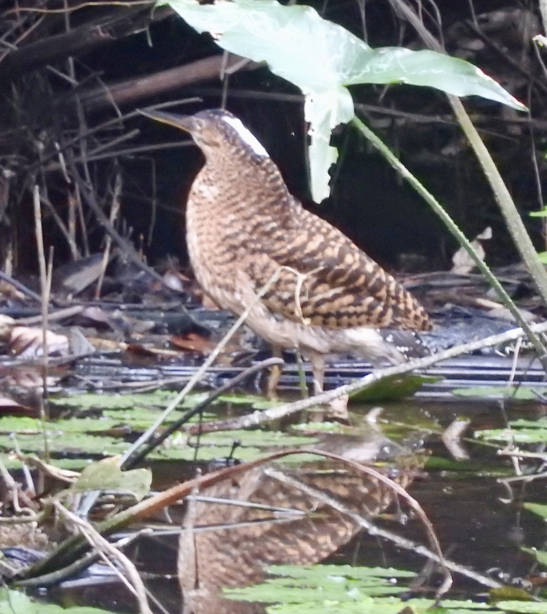 White-crested Tiger-Heron - ML630564115