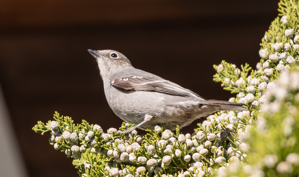 Townsend's Solitaire - ML630564419