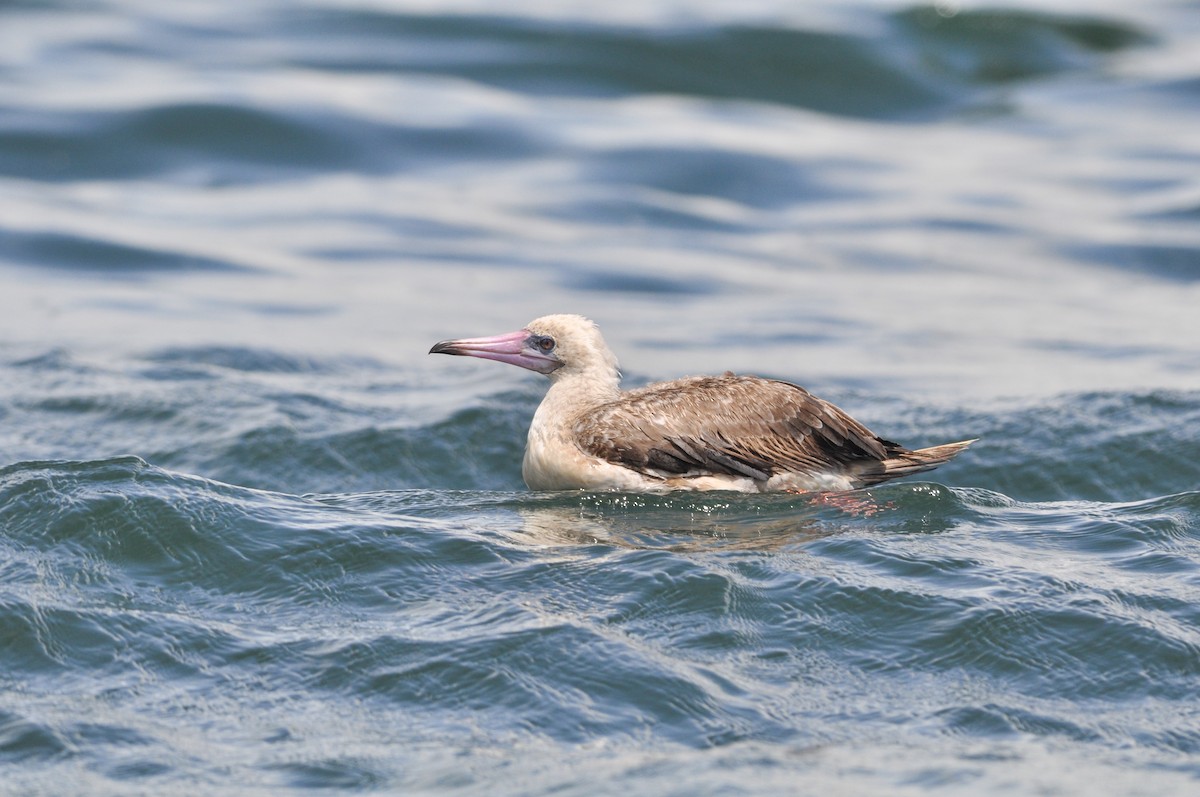 Red-footed Booby - ML630564427