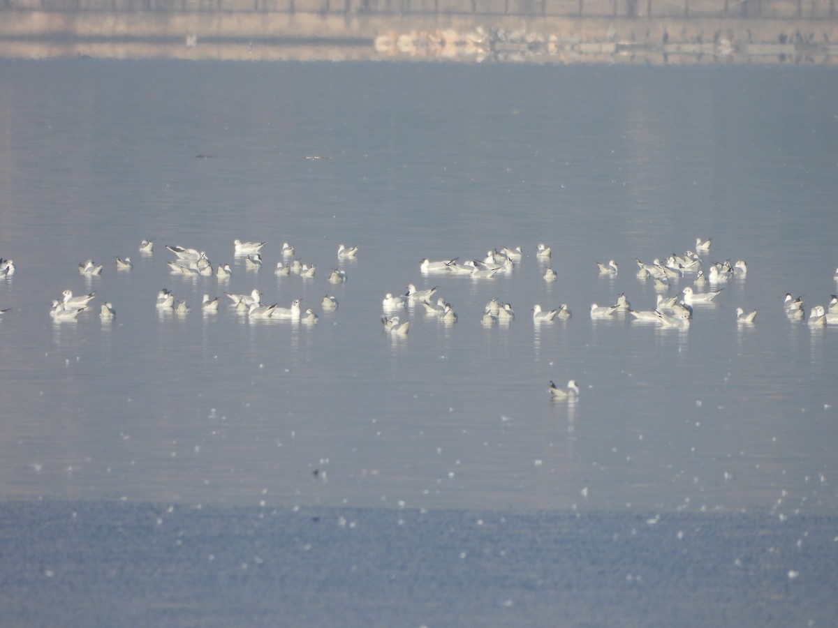 Black-headed/Brown-headed Gull - ML630564762