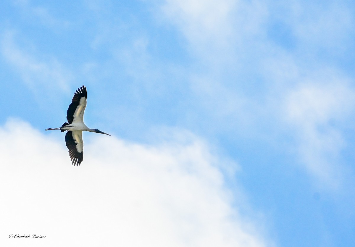 Wood Stork - ML630565078