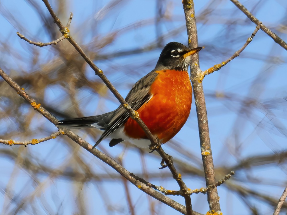 American Robin - ML630565681
