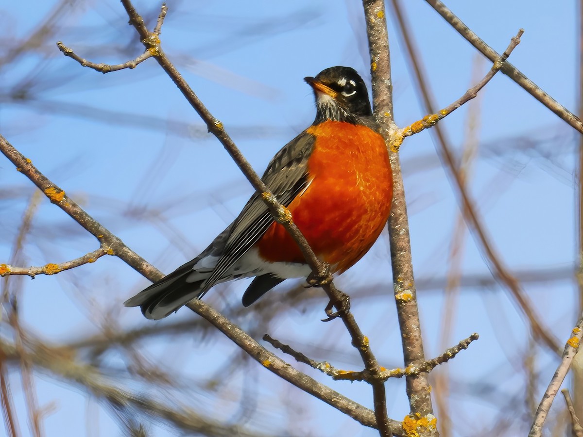American Robin - ML630565682