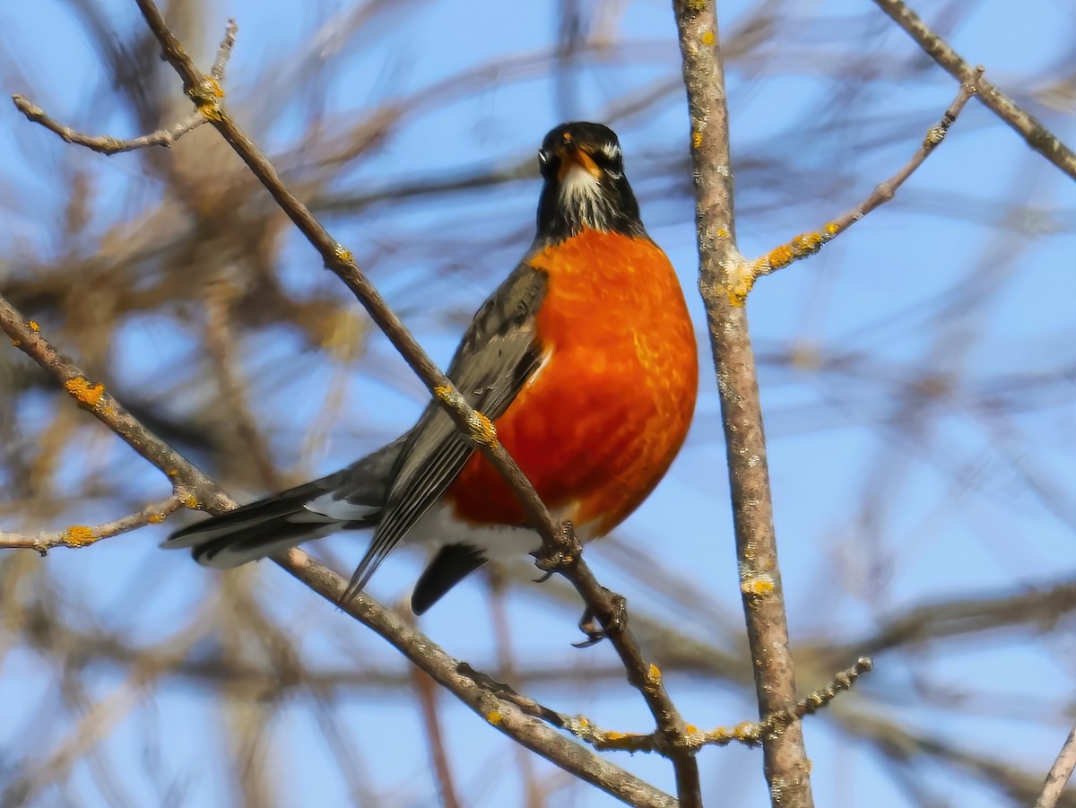 American Robin - ML630565683