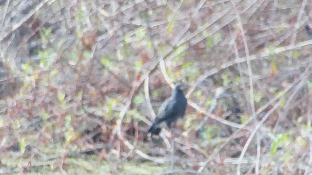 Snail Kite - ML630565747