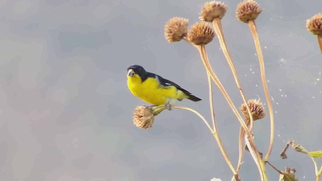 ヒメキンヒワ - ML630565779