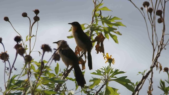 Black-capped Donacobius - ML630565850