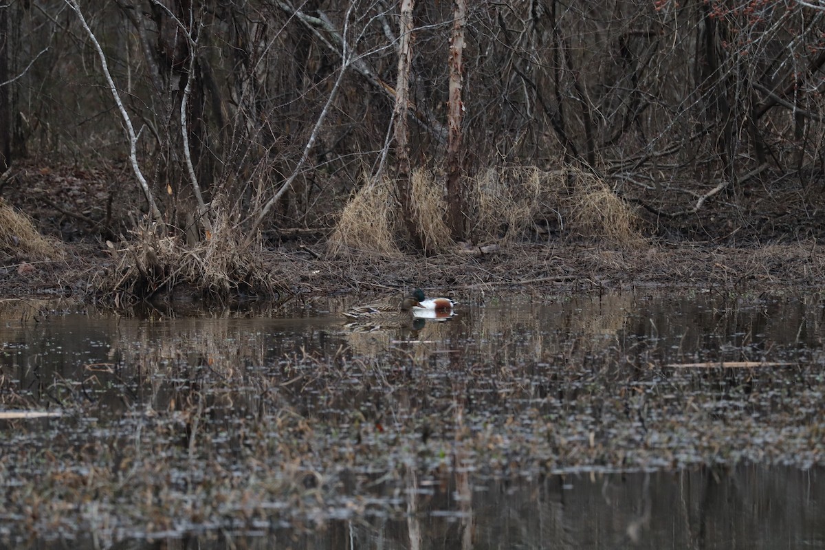 Northern Shoveler - ML630565926