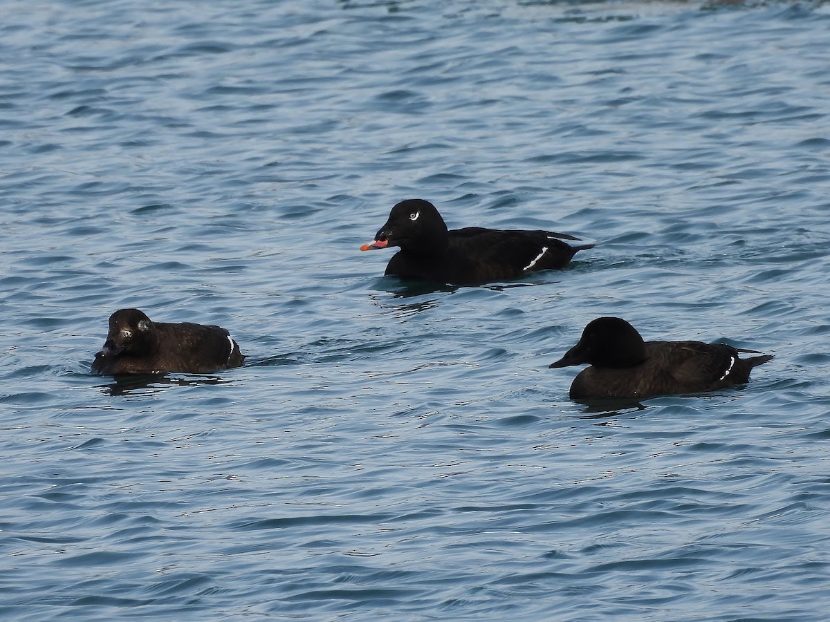 White-winged Scoter - Donna Johnston