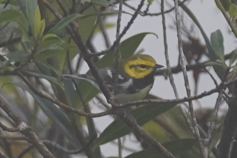 Black-throated Green Warbler - ML630566196