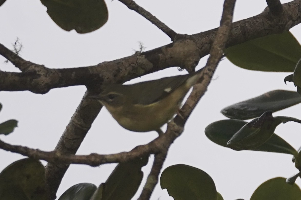 Black-throated Blue Warbler - ML630566209