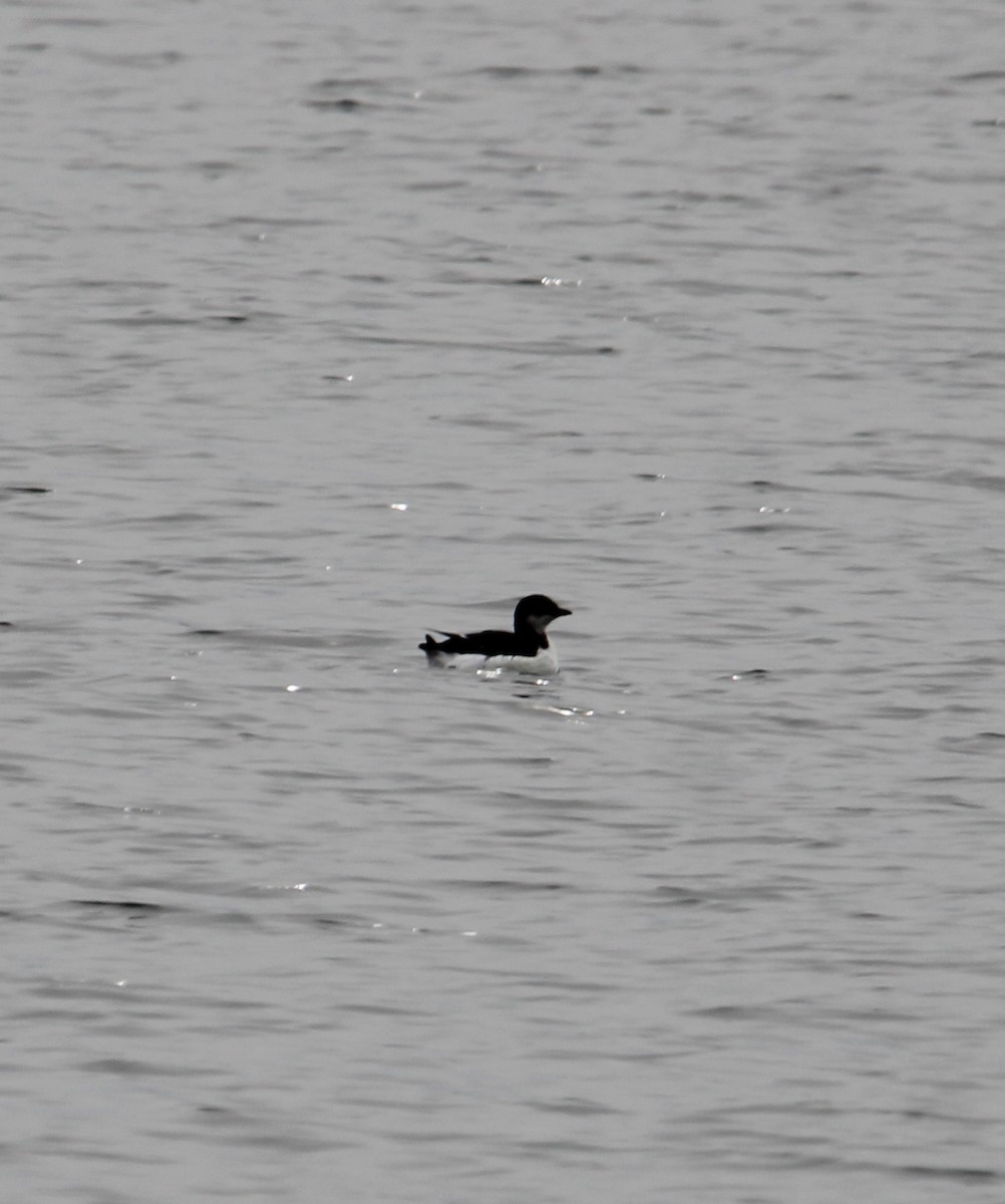 Thick-billed Murre - ML630566222