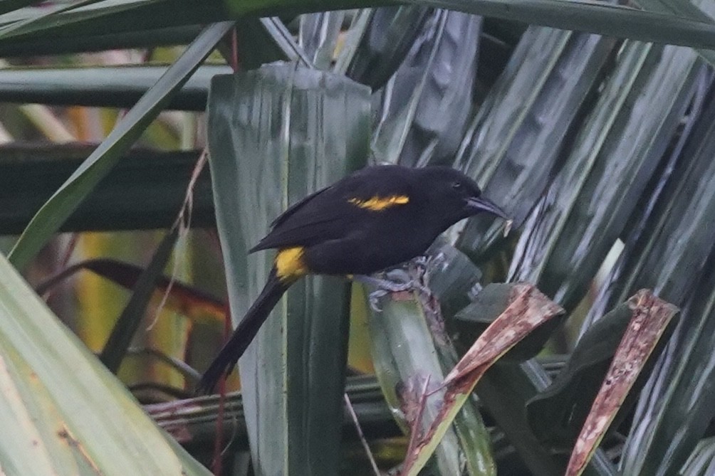 Puerto Rican Oriole - ML630566225