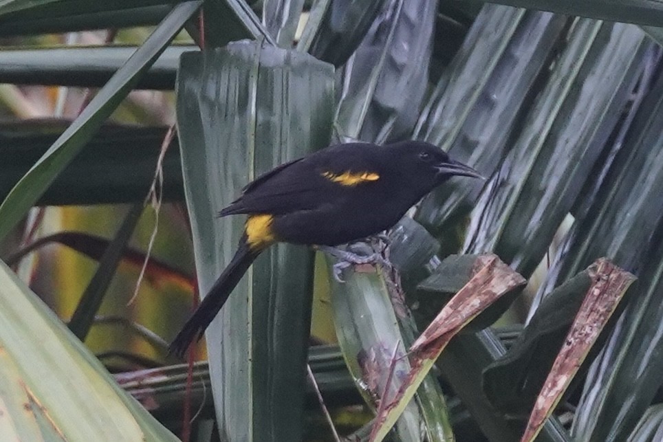 Puerto Rican Oriole - ML630566226