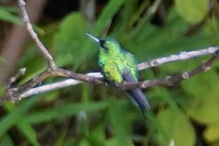 Puerto Rican Emerald - ML630566268