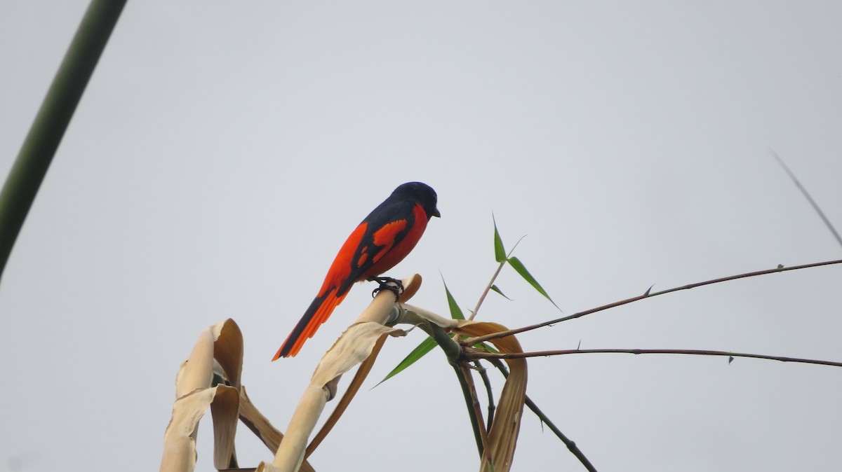 Minivet écarlate - ML630566418
