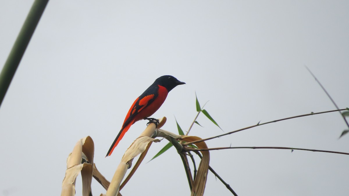 Minivet écarlate - ML630566419