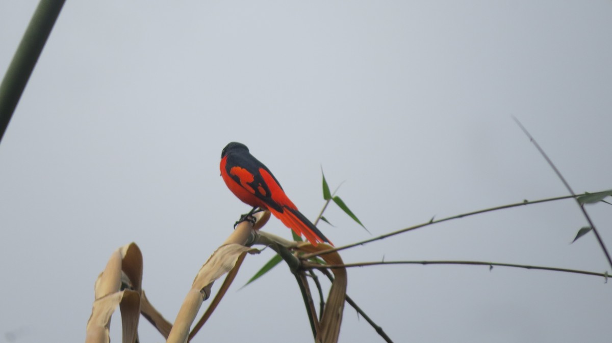 Minivet écarlate - ML630566420