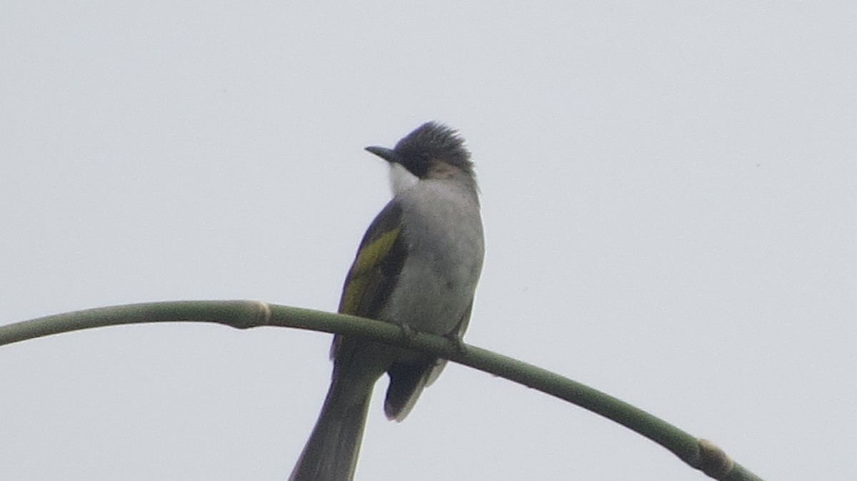 Bulbul à ailes vertes - ML630566473