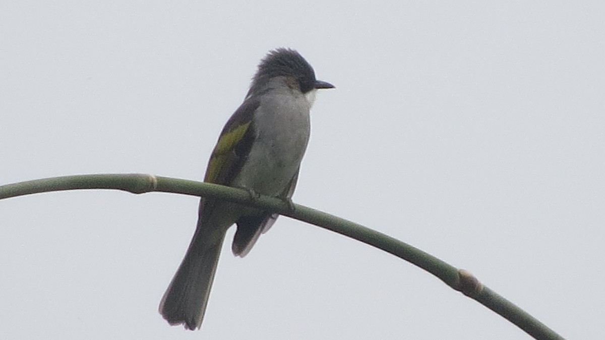 Bulbul à ailes vertes - ML630566474