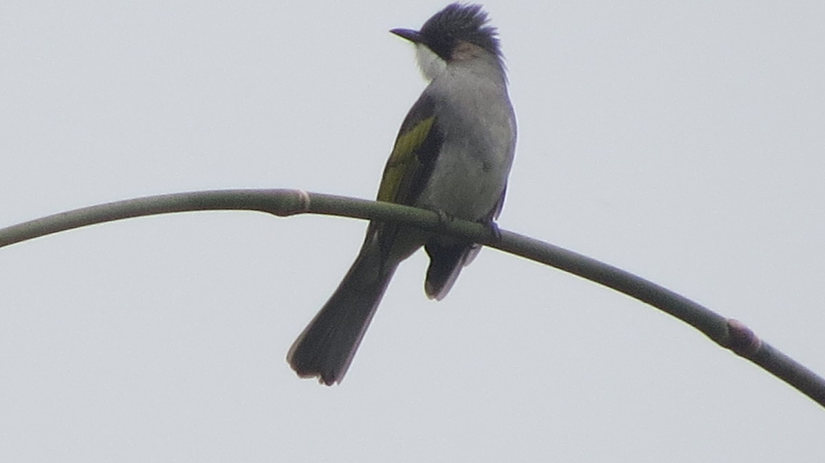 Bulbul à ailes vertes - ML630566475