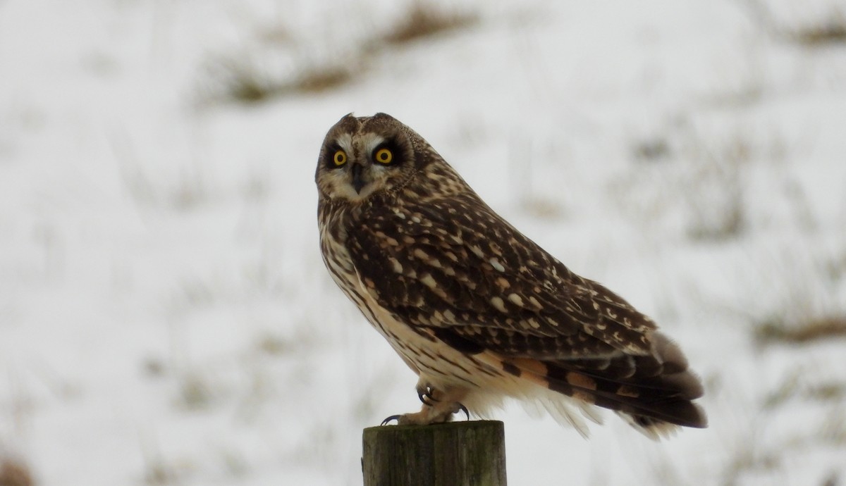 Short-eared Owl - ML630566497