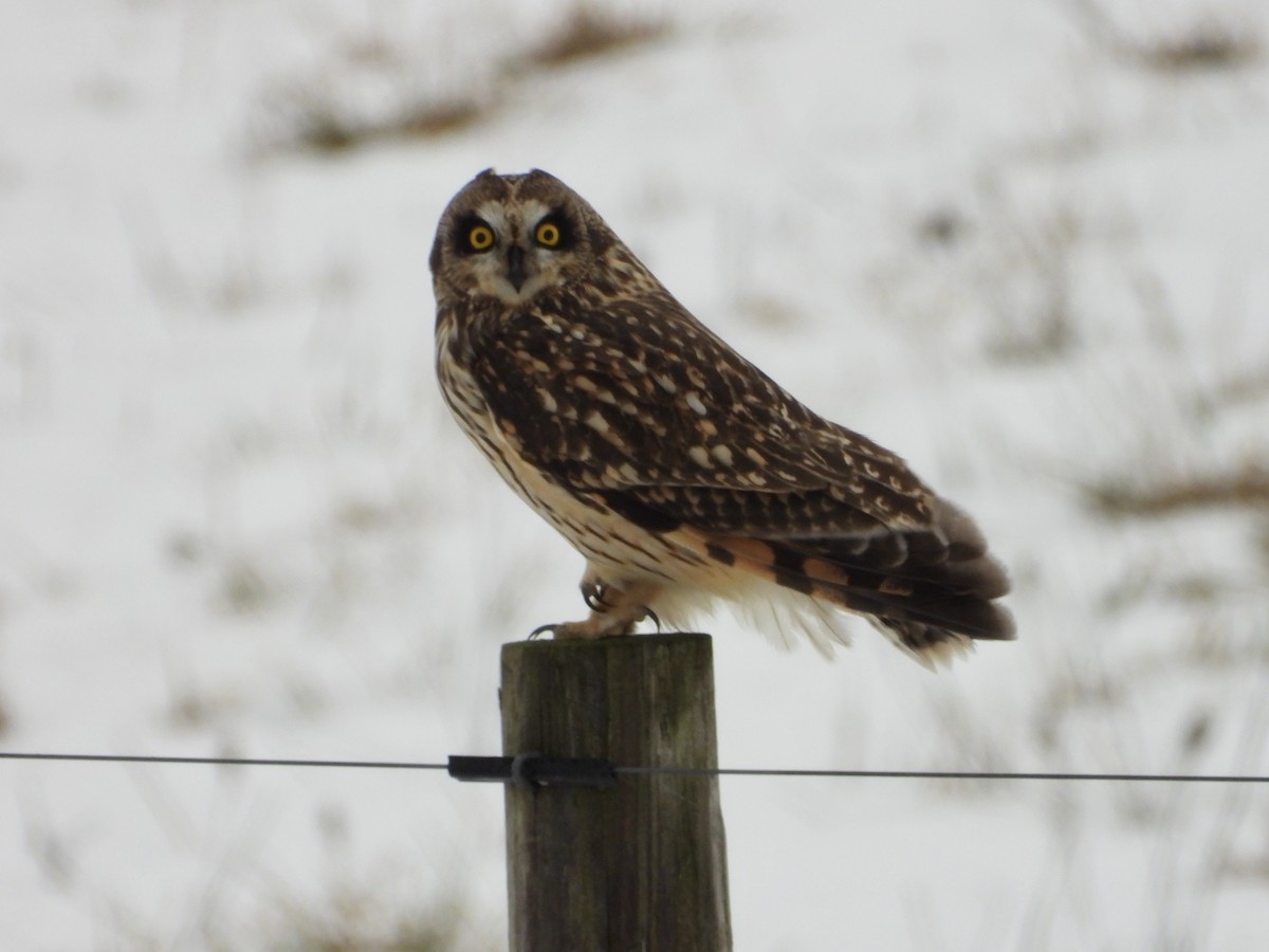 Short-eared Owl - ML630566498