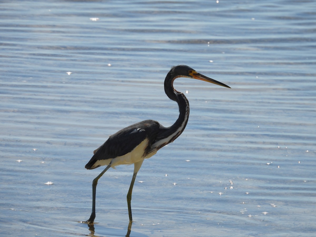 Tricolored Heron - ML630566587