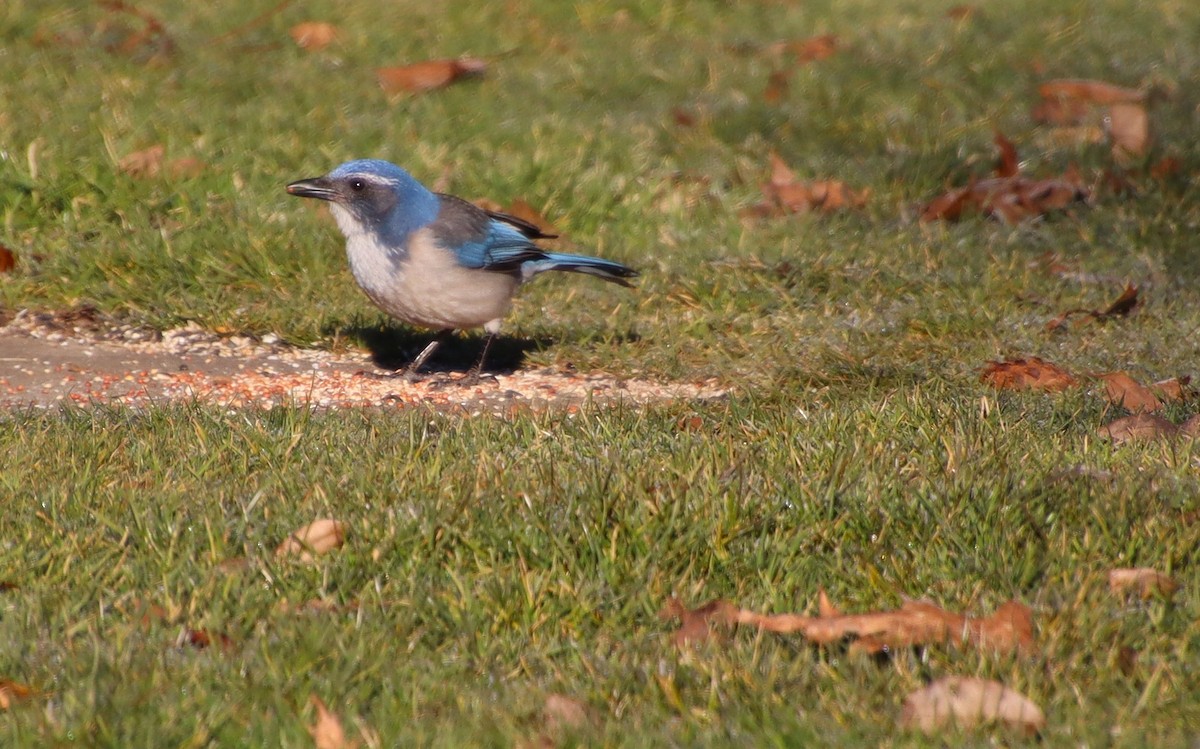 California Scrub-Jay - ML630566777