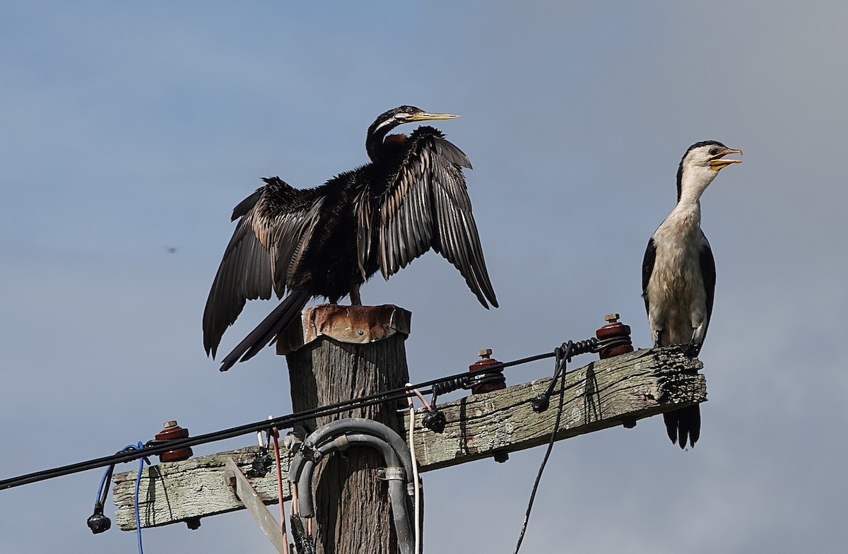 Little Pied Cormorant - ML630566872