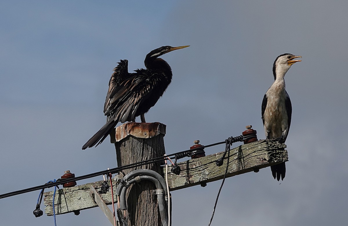 Little Pied Cormorant - ML630566879