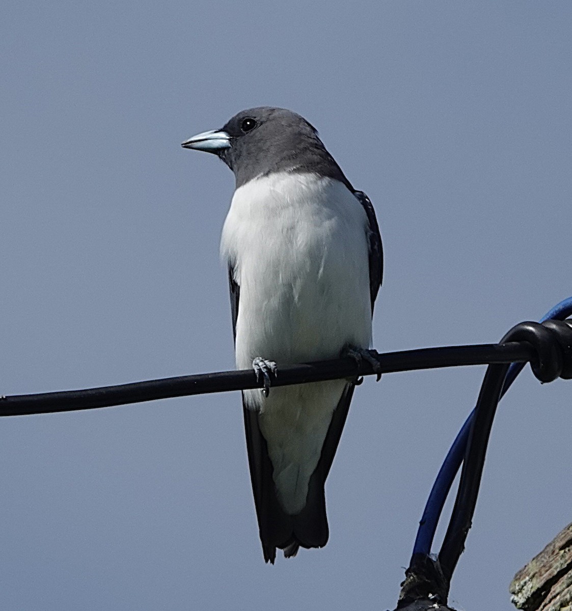 White-breasted Woodswallow - ML630566885