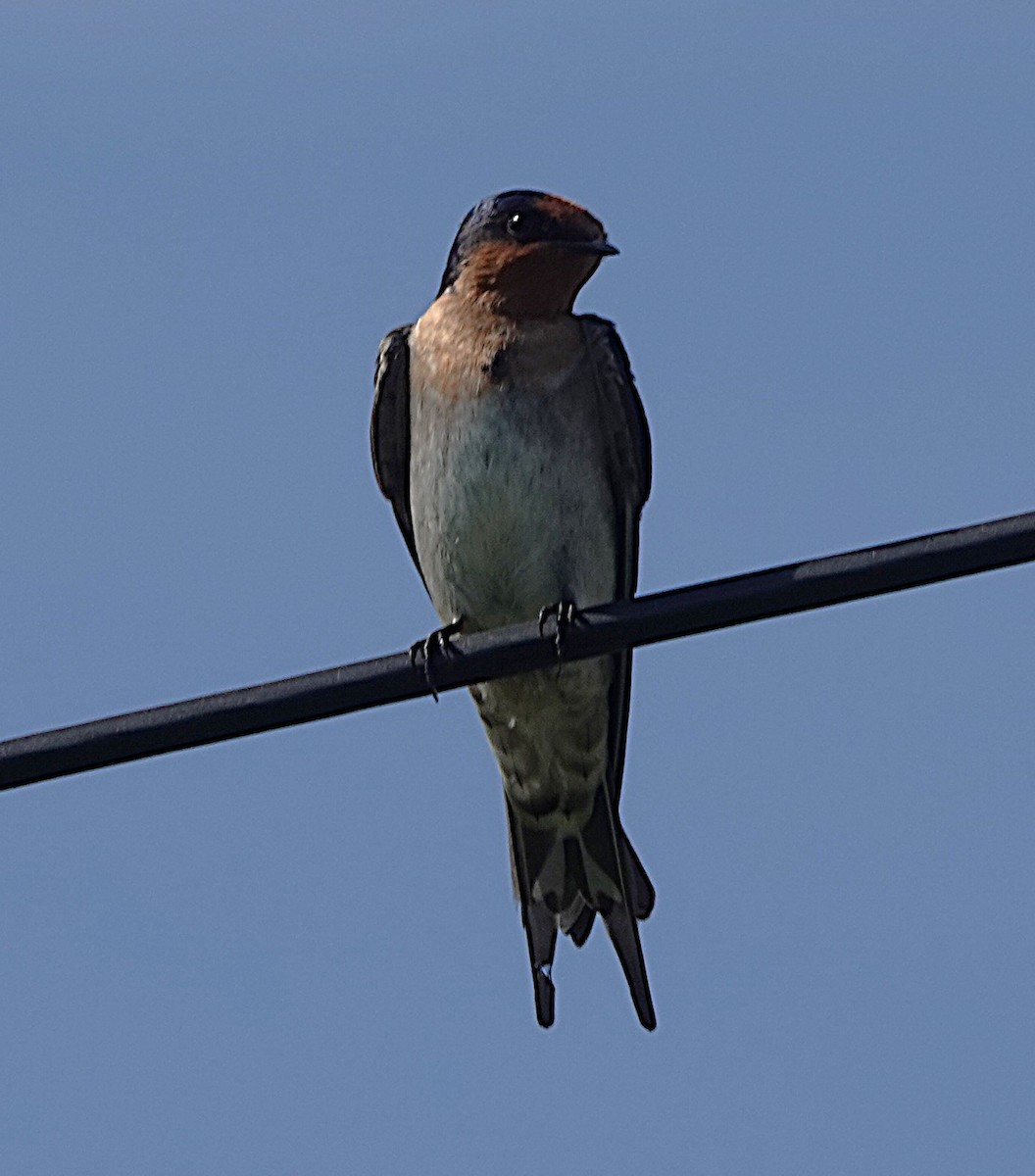 Welcome Swallow - ML630566900