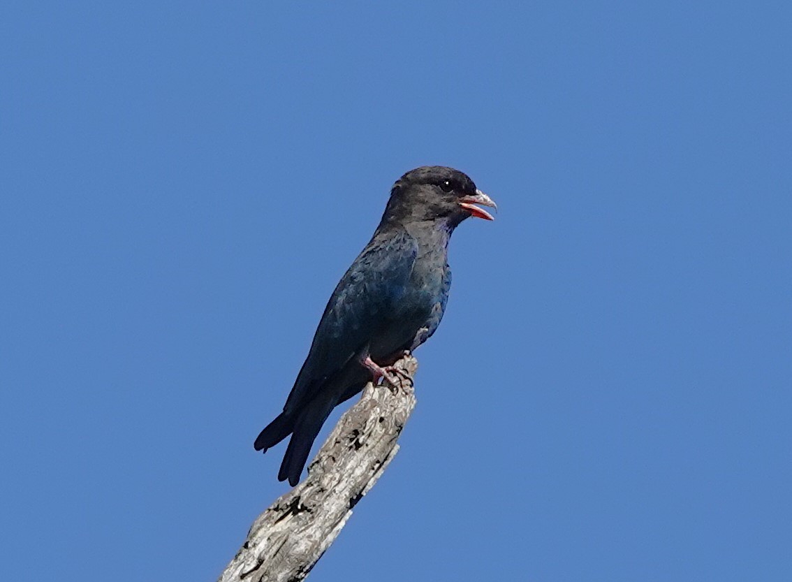 Dollarbird - ML630567074