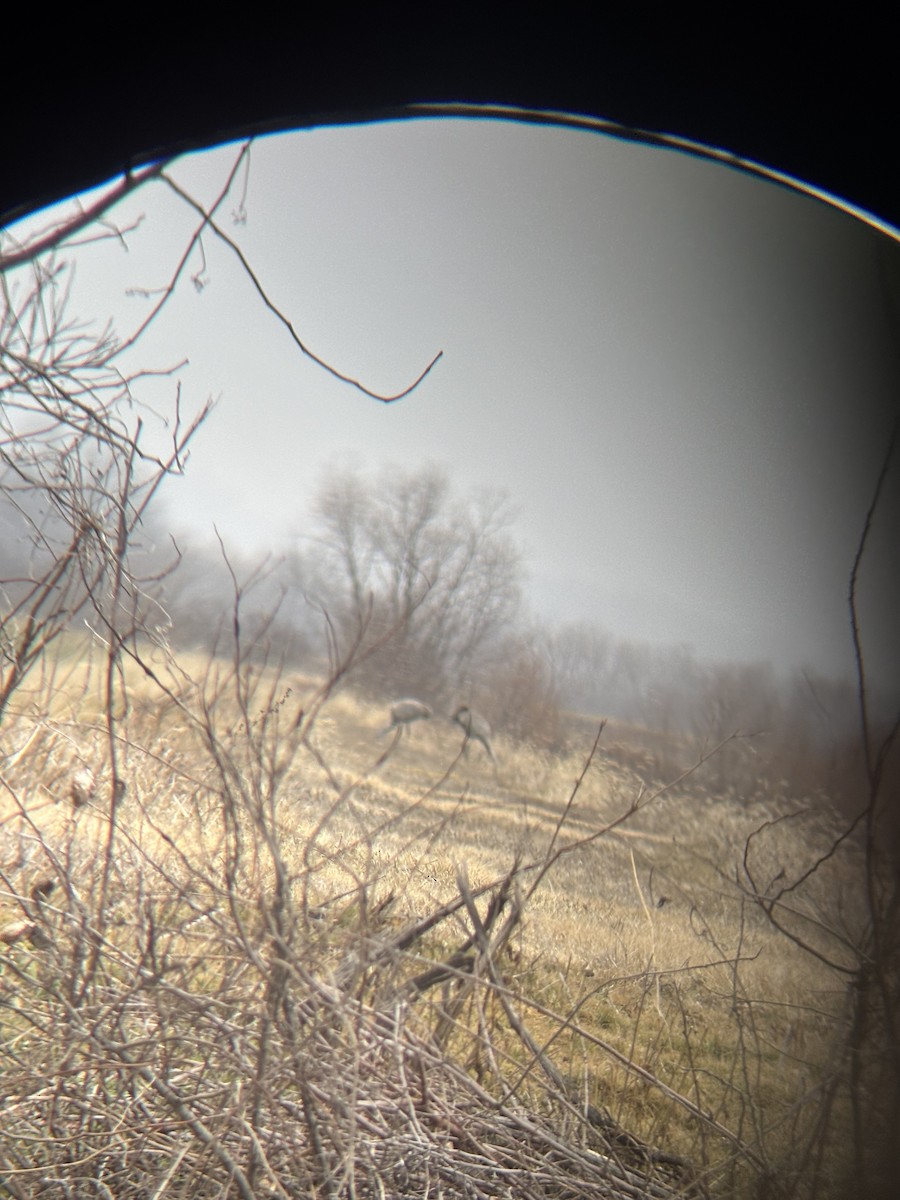 Орог тогоруу - ML630567089