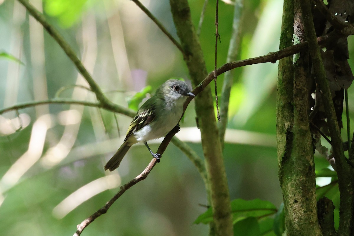 Gray-headed Elaenia - ML630567139