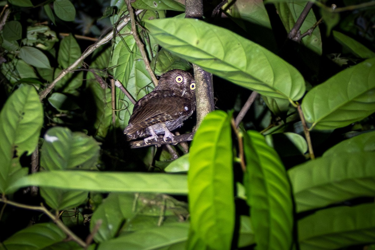 Puntarenas Screech-Owl (undescribed form) - ML630567597