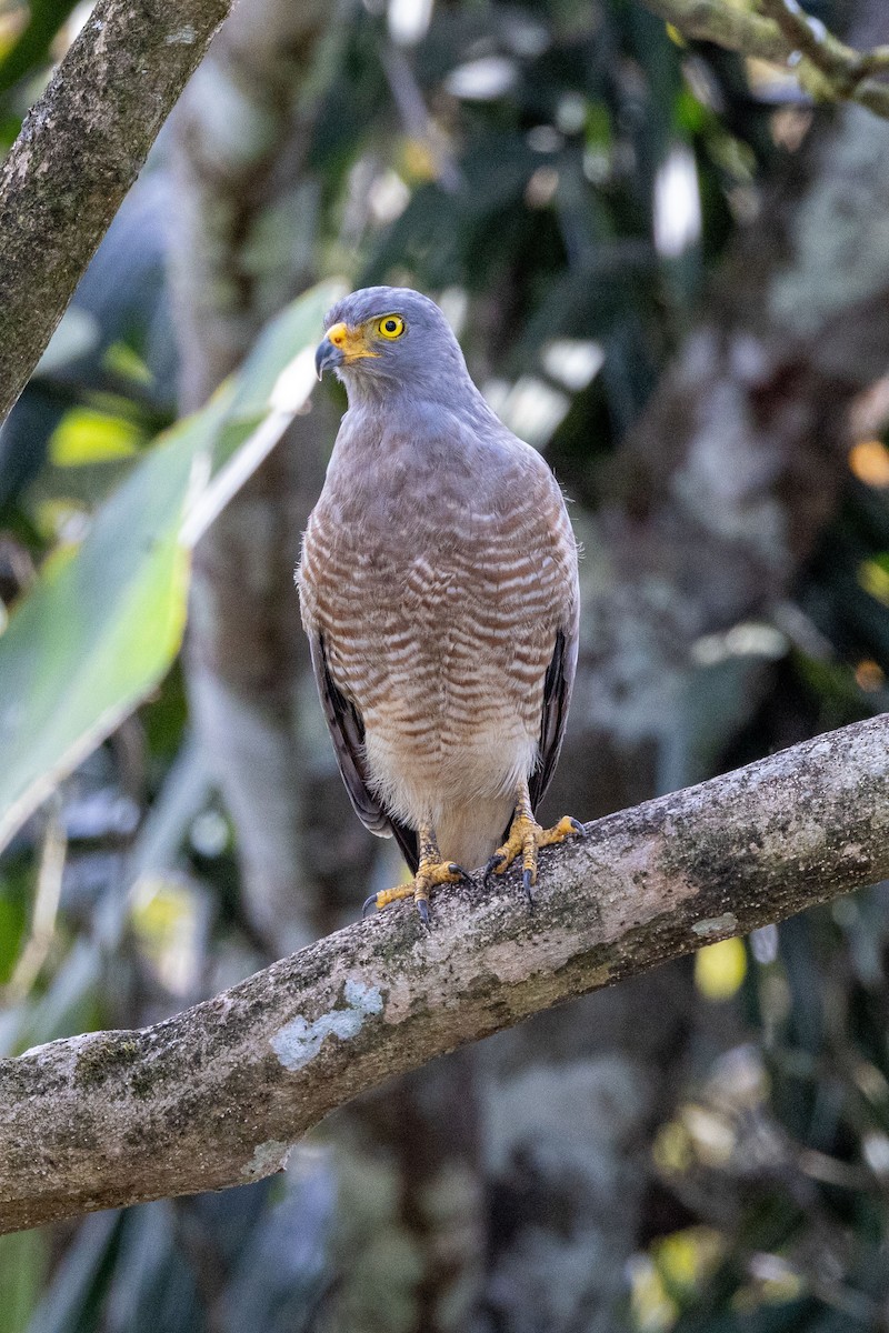 Roadside Hawk - ML630567667