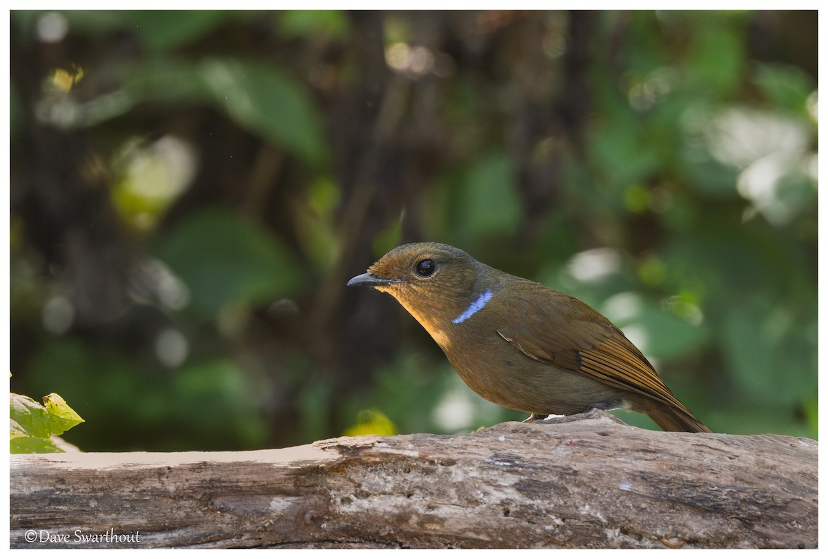 Large Niltava - ML630568076