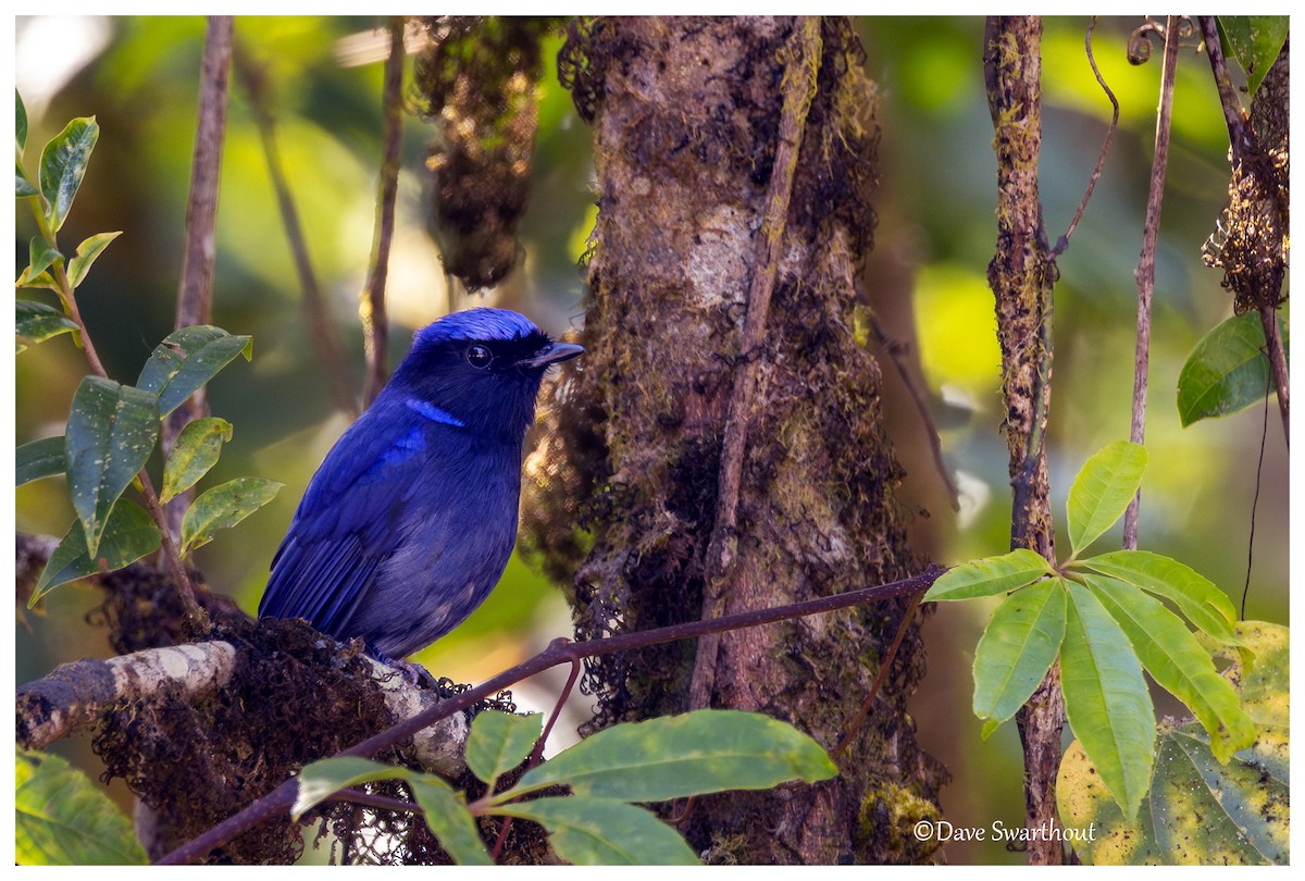 Large Niltava - ML630568077